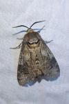 Cossus cossus