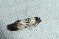 Neocochylis dubitana