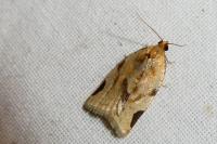 Paramesia gnomana
