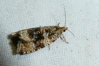 Celypha lacunana