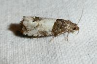 Notocelia roborana