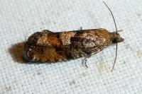 Zeiraphera ratzeburgiana