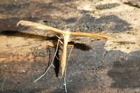 Stenoptilia