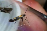 Euspilapteryx auroguttella