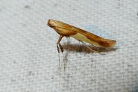 Caloptilia