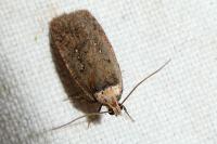 Agonopterix alpigena