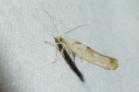 Argyresthia submontana