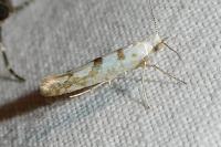 Argyresthia submontana
