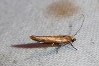 Zelleria hepariella