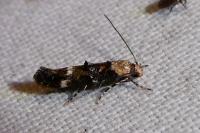 Mompha lacteella