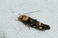 Mompha lacteella