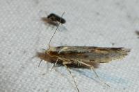 Argyresthia