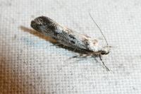Herrichia excelsella
