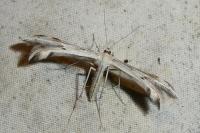 Calyciphora nephelodactyla