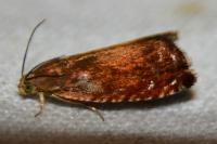 Pammene aurita