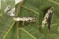 Caryocolum kroesmanniellum