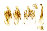 Caryocolum kroesmanniellum