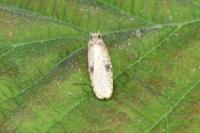 Agonopterix propinquella