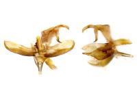 Crassa unitella