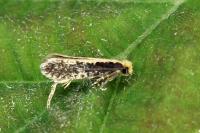Monopis crocicapitella