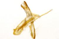 Monopis crocicapitella