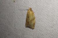 Clepsis consimilana