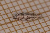 Parachronistis albiceps