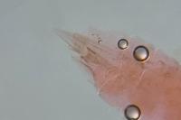 Parachronistis albiceps