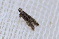 Dichomeris alacella
