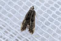 Dichomeris alacella