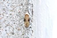 Agonopterix alstroemeriana