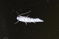 Yponomeuta