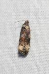 Endothenia gr. gentianaeana