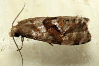 Phalonidia manniana