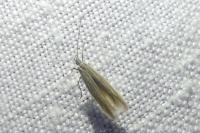 Coleophora