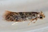 Infurcitinea