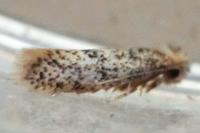 Infurcitinea