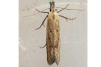 Mesophleps corsicella