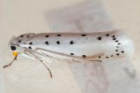 Yponomeuta