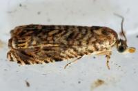 Pammene amygdalana