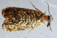 Pammene amygdalana