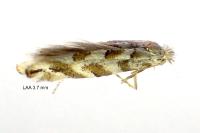 Phyllonorycter comparella