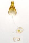 Phyllonorycter comparella
