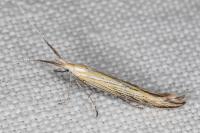 Coleophora ornatipennella