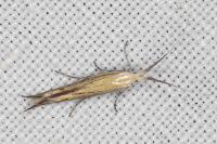 Coleophora ornatipennella
