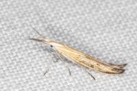 Coleophora ornatipennella
