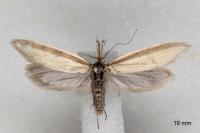 Pleurota pungitiella