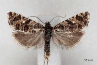 Olethreutes stibiana