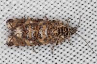 Olethreutes stibiana