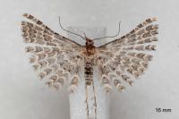 Alucita grammodactyla